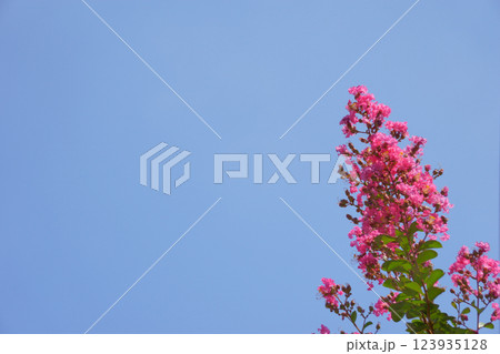 空に向かって伸びるサルスベリの花 空に向かって伸びるサルスベリの花 123935128
