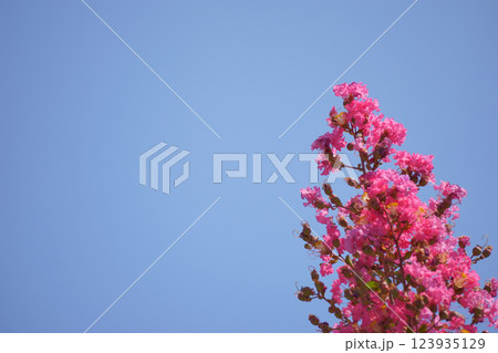 青空とピンクのサルスベリの花 123935129