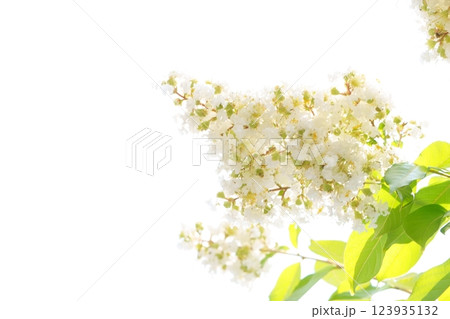 白い花　サルスベリの花 123935132