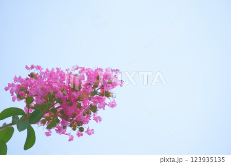 夏に咲くピンクの花　サルスベリ 123935135