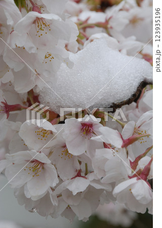 Cherry blossoms with fresh snow / 満開のソメイヨシノと春の雪 Cherry blossoms with fresh snow / 満開のソメイヨシノと春の雪 123935196