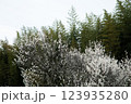梅の木と竹藪 123935280