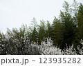 梅の木と竹藪 123935282