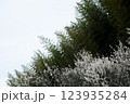 梅の木と竹藪 123935284