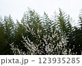 梅の木と竹藪 123935285
