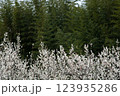 梅の木と竹藪 123935286