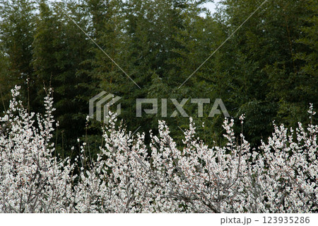 梅の木と竹藪 123935286