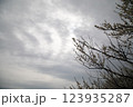 花曇りに梅 123935287