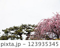 紅梅と松 123935345