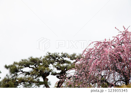 紅梅と松 123935345