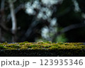 苔に水玉 123935346