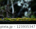 苔に水玉 123935347