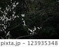 梅の花 123935348
