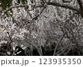 満開の梅 123935350