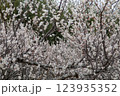 満開の梅 123935352