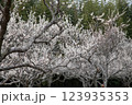 満開の梅の木 123935353