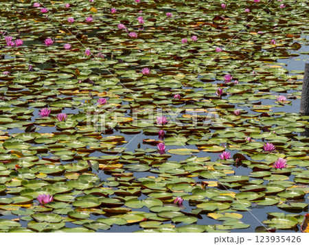 池に咲く睡蓮の花 123935426