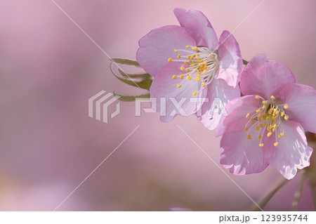 早春の河津桜 123935744