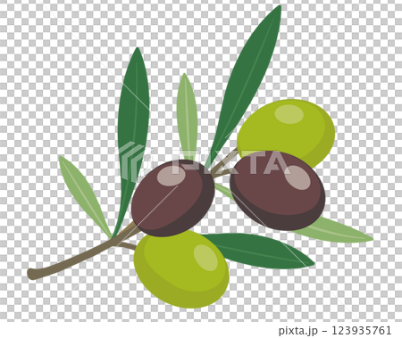 植物_堅果_橄欖 123935761