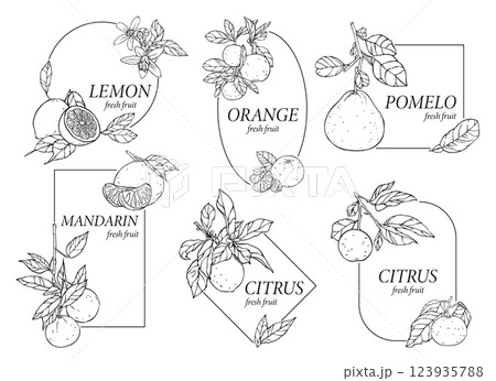 Set of hand-drawn citrus fruits. Monochrome vector illustration. For printing, banners, textiles 123935788