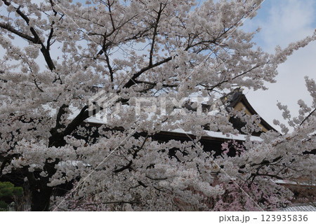 Cherry blossoms and snowy temple,満開のソメイヨシノと雪化粧の寺院 Cherry blossoms and snowy temple,満開のソメイヨシノと雪化粧の寺院 123935836