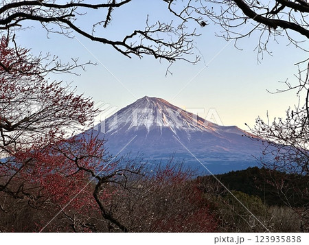 富士山と梅の木 123935838