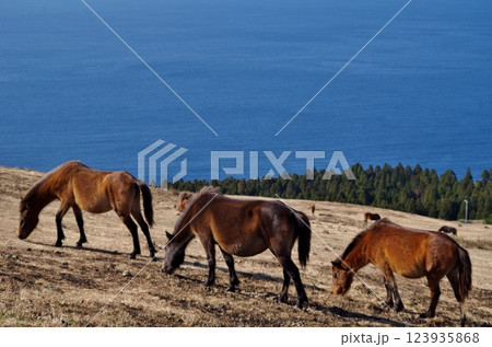 都井岬 小松ケ丘の野生馬 都井岬 小松ケ丘の野生馬 123935868