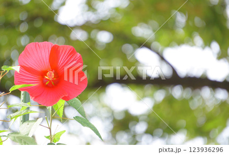 赤い花　タイタンビカス 123936296