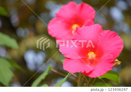 フヨウに似た花　赤いタイタンビカス 123936297