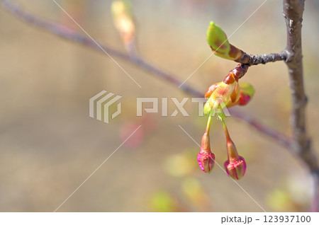 シダレザクラのツボミ 123937100