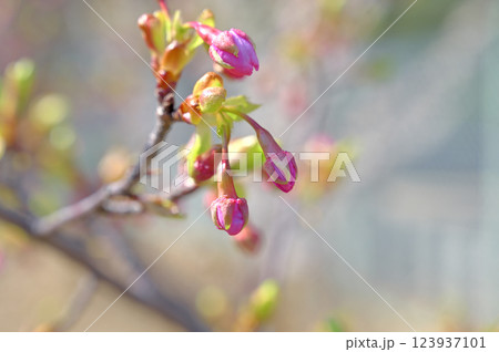 シダレザクラのツボミ 123937101