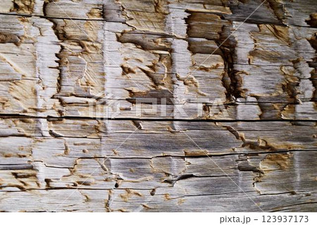 An old tree, aged by time and bugs. Old wooden fence. Texture An old tree, aged by time and bugs. Old wooden fence. Texture 123937173
