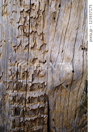 An old tree, aged by time and bugs. Old wooden fence. Texture An old tree, aged by time and bugs. Old wooden fence. Texture 123937175