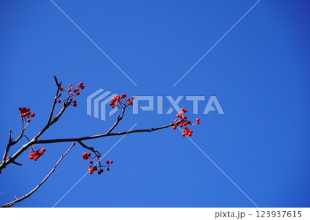 晩秋の青空とナナカマド 123937615