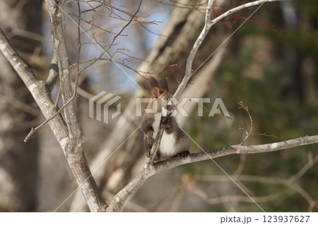 早春の森のエゾリス 123937627