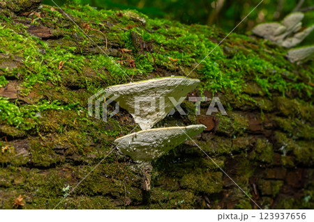 Trametes versicolor, also known as Polyporus versicolor, is a common polypore mushroom found throughout the world and also a well-known traditional medicinal mushroom growing on tree trunks Trametes versicolor, also known as Polyporus versicolor, is a common polypore mushroom found throughout the world and also a well-known traditional medicinal mushroom growing on tree trunks 123937656