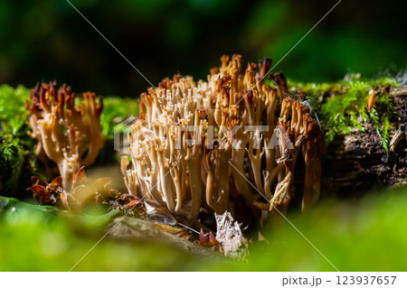 The genus Ramaria comprises approximately 200 species of coral fungi. Several, such as Ramaria flava, are edible, though they are easily confused with several mildly poisonous species The genus Ramaria comprises approximately 200 species of coral fungi. Several, such as Ramaria flava, are edible, though they are easily confused with several mildly poisonous species 123937657