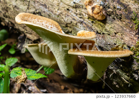 Cerioporus squamosus, also known as Pheasant's back mushrooms and dryad's saddle, is a basidiomycete bracket fungus found growing on dead trees Cerioporus squamosus, also known as Pheasant's back mushrooms and dryad's saddle, is a basidiomycete bracket fungus found growing on dead trees 123937660