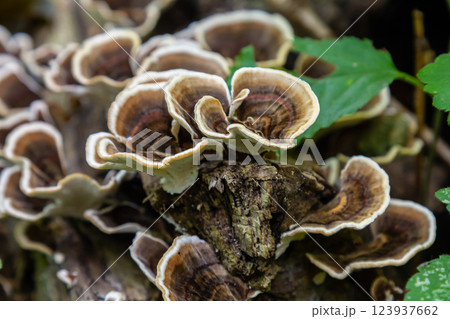 Xylodon and Trametes fungi growing on a decaying log surrounded by green leaves in a forest setting 123937662