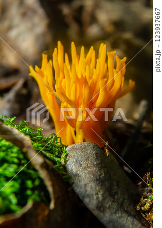 Bright yellow Calocera viscosa emerging from the forest floor, showcasing its unique coral-like structure among moss and leaves Bright yellow Calocera viscosa emerging from the forest floor, showcasing its unique coral-like structure among moss and leaves 123937667