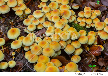 Sulphur tuft, Hypholoma fasciculare, or clustered woodlover on a dead tree 123937679