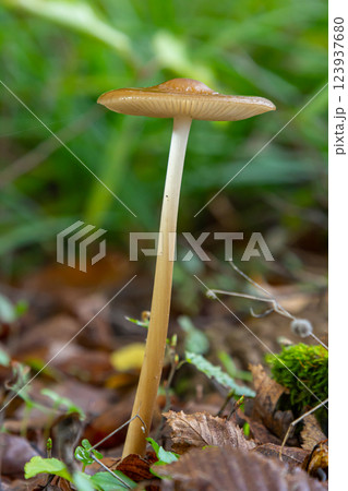Oudemansiella radicata mushroom growing in a forest setting with green foliage and earthy background 123937680