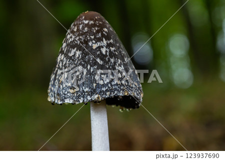 Coprinopsis Picacea also known as Magpie fungus poisonous mushroom in forest 123937690