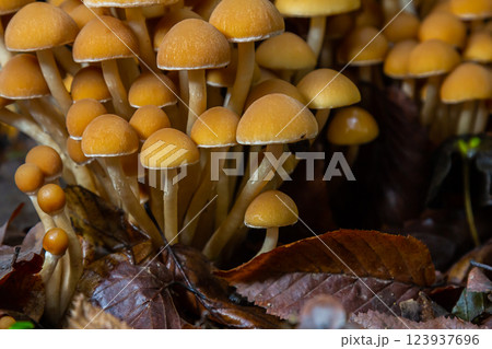 The Conifer Tuft specialises on coniferous dead wood. The stipes are often bent and they grow in tight clumps. The parasol flattens as they grow 123937696