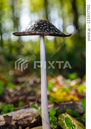 Coprinopsis Picacea also known as Magpie fungus poisonous mushroom in forest Coprinopsis Picacea also known as Magpie fungus poisonous mushroom in forest 123937701