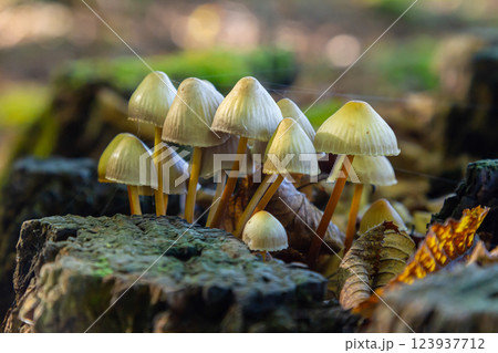 Group of psathyrella mushrooms growing on a decaying tree trunk in a forest during autumn Group of psathyrella mushrooms growing on a decaying tree trunk in a forest during autumn 123937712
