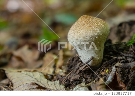 A detailed view of a Lycoperdon perlatum mushroom, also known as the common puffball, sitting on the forest floor. Its textured, round shape contrasts with the earthy surroundings 123937717