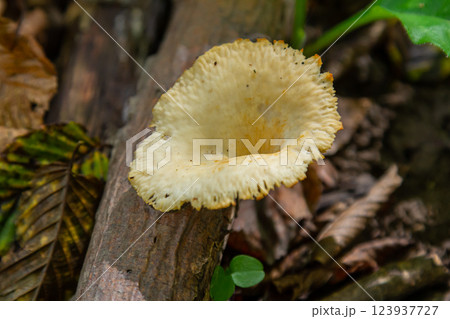 Unique view of Amanita phalloides and Neofavolus alveolaris in a forest setting during the summer season 123937727