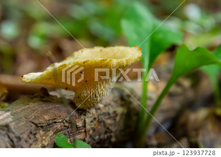 Unique view of Amanita phalloides and Neofavolus alveolaris in a forest setting during the summer season Unique view of Amanita phalloides and Neofavolus alveolaris in a forest setting during the summer season 123937728