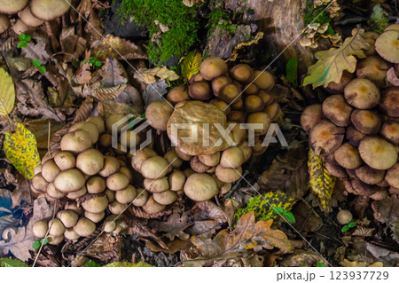 Sulphur tuft, Hypholoma fasciculare, or clustered woodlover on a dead tree Sulphur tuft, Hypholoma fasciculare, or clustered woodlover on a dead tree 123937729